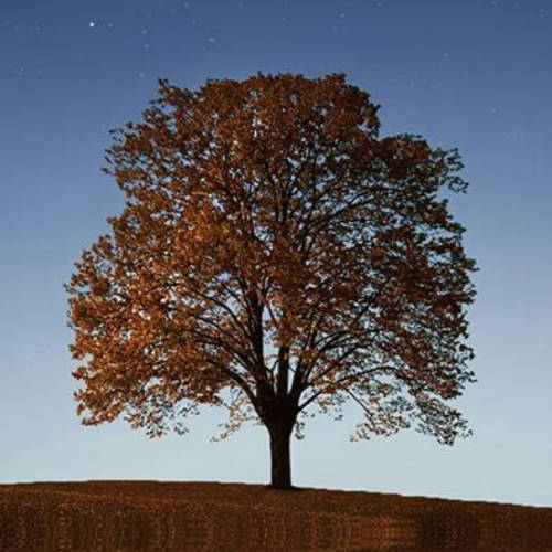 A Tree