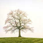 A Tree