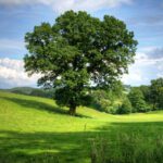 A Tree