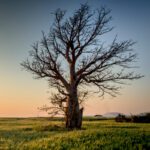 A Tree