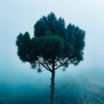 A Tree